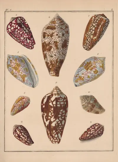 Rodzina Coneae lub Conidae, plansza 09, Heinrich Conrad Weinkauff