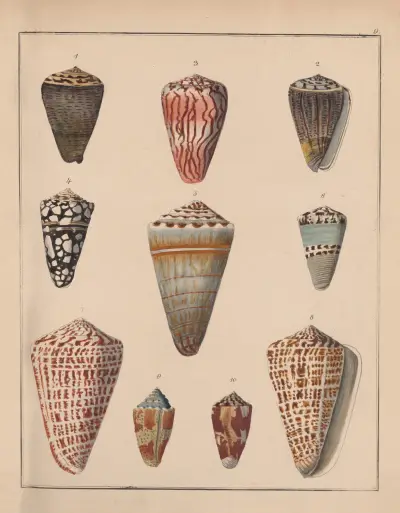 Rodzina Coneae lub Conidae, tabl. 10, Heinrich Conrad Weinkauff