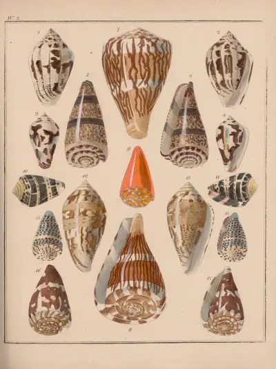 Rodzina Coneae lub Conidae, pl. 11, Heinrich Conrad Weinkauff