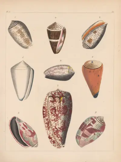 Rodzina stożków lub Conidae, tabl. 22, Heinrich Conrad Weinkauff