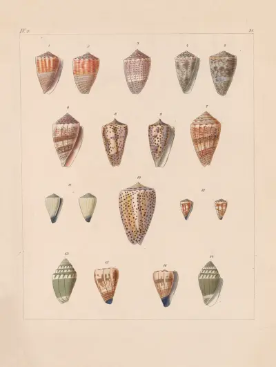 Rodzina Coneae lub Conidae, plansza 32, Heinrich Conrad Weinkauff