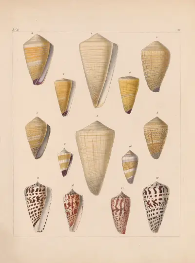 Rodzina Coneae lub Conidae, tabl. 33, Heinrich Conrad Weinkauff