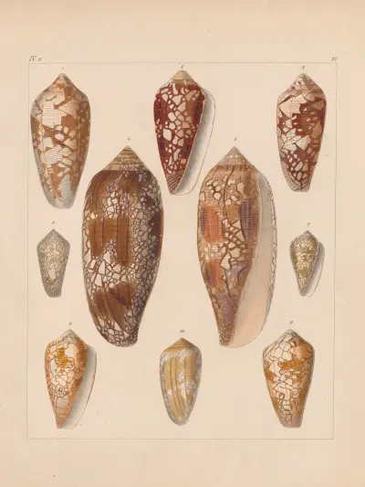 Rodzina Coneae lub Conidae tabl. 36, Heinrich Conrad Weinkauff