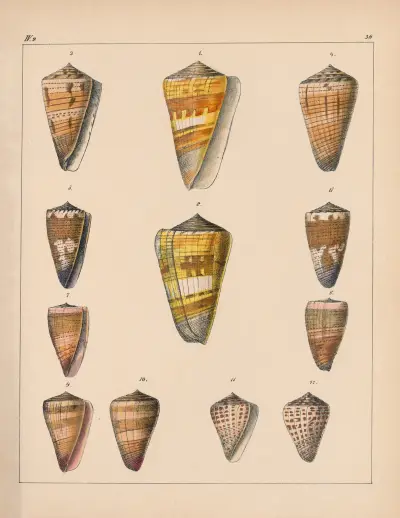 Rodzina Coneae lub Conidae, tablica 37, Heinrich Conrad Weinkauff