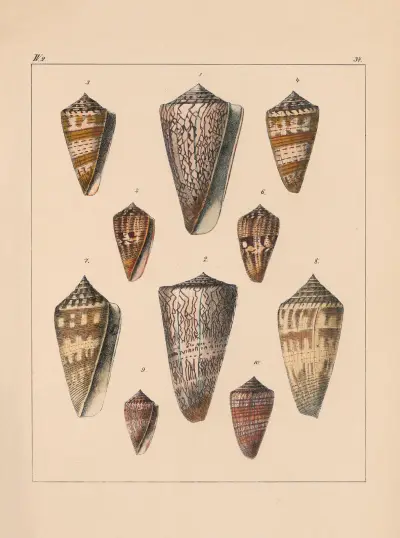 Rodzina Coneae lub Conidae, tabl. 38, Heinrich Conrad Weinkauff