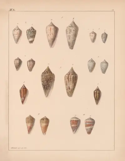 Rodzina Coneae lub Conidae, plansza 39, Heinrich Conrad Weinkauff