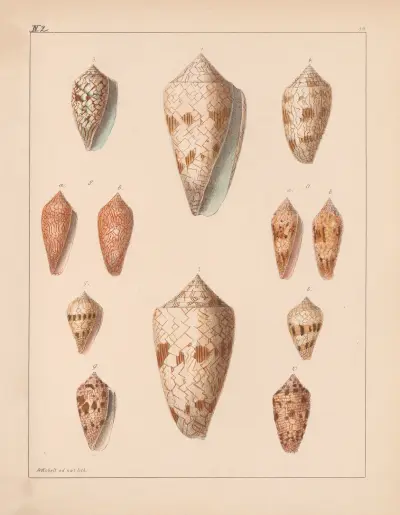 Rodzina Coneae lub Conidae, plansza 40, Heinrich Conrad Weinkauff