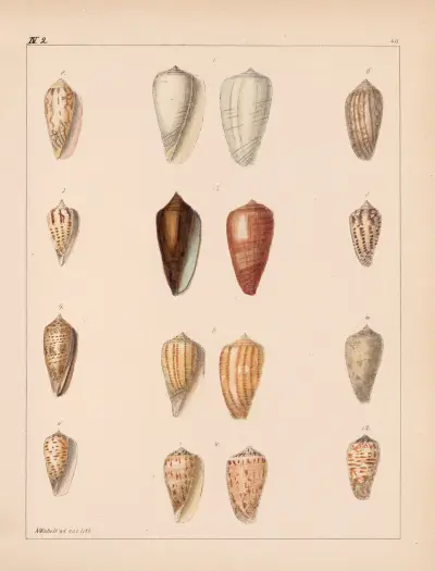 Rodzina Coneae lub Conidae, tabl. 41, Heinrich Conrad Weinkauff