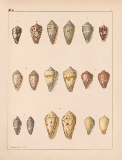Rodzina Coneae lub Conidae tabl. 42, Heinrich Conrad Weinkauff