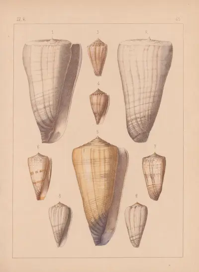 Rodzina Coneae lub Conidae, tabl. 46, Heinrich Conrad Weinkauff