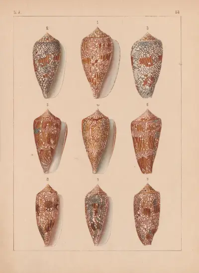 Rodzina Coneae lub Conidae, tabl. 54, Heinrich Conrad Weinkauff