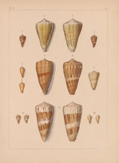 Rodzina Coneae lub Conidae, tabl. 57, Heinrich Conrad Weinkauff