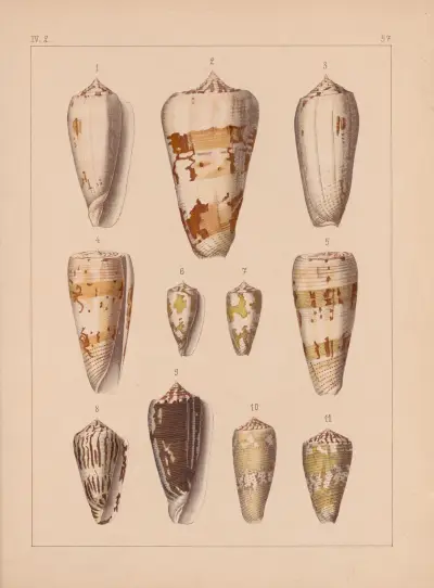 Rodzina Coneae lub Conidae, tabl. 58, Heinrich Conrad Weinkauff