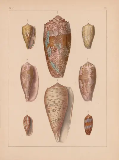 Rodzina Coneae lub Conidae Pl.60, Heinrich Conrad Weinkauff