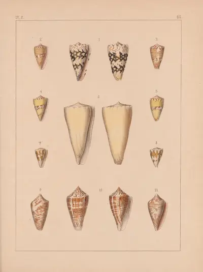 Rodzina Coneae lub Conidae, tabl. 61, Heinrich Conrad Weinkauff