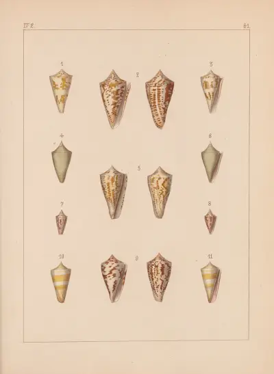 Rodzina Coneae lub Conidae Pl.62, Heinrich Conrad Weinkauff
