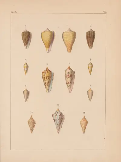 Rodzina Coneae lub Conidae, plansza 66, Heinrich Conrad Weinkauff