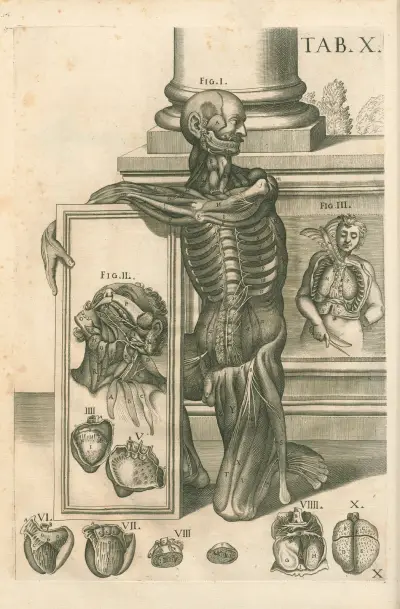 Tabulae anatomicae a celeberrimo pictore Petro Berretino Cortonensi Pl.10 av Pietro da Cortona