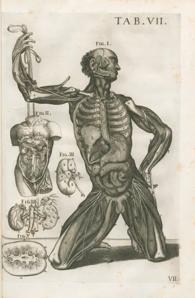 Tabulae anatomicae a celeberrimo pictore Petro Berretino Cortonensi Pl.07 av Pietro da Cortona