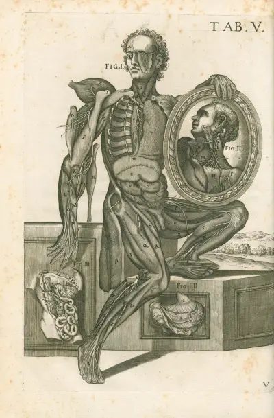 Tabulae anatomicae a celeberrimo pictore Petro Berretino Cortonensi Pl.05 av Pietro da Cortona