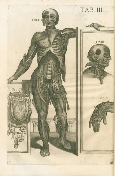 Tabulae anatomicae a celeberrimo pictore Petro Berretino Cortonensi Pl.03 av Pietro da Cortona