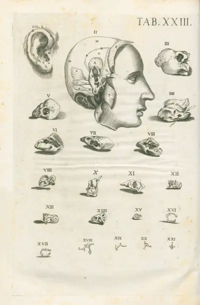 Tabulae anatomicae a celeberrimo pictore Petro Berretino Cortonensi Pl.23 av Pietro da Cortona