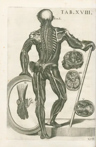 Tabulae anatomicae a celeberrimo pictore Petro Berretino Cortonensi Pl.18 av Pietro da Cortona