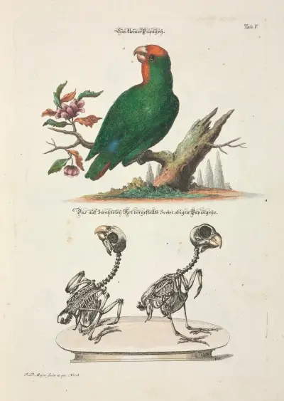 Angenehmer und nützlicher Zeit-Vertreib Pl.005, Johann Daniel Meyer