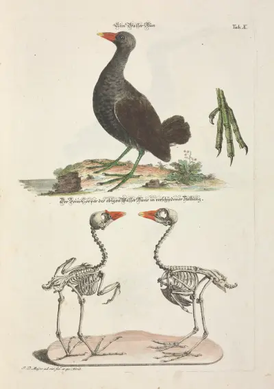 Angenehmer und nützlicher Zeit-Vertreib Pl.010, Johann Daniel Meyer