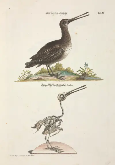 Angenehmer und nützlicher Zeit-Vertreib Pl.011, Johann Daniel Meyer
