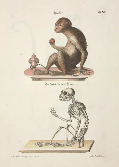 Angenehmer und nützlicher Zeit-Vertreib Pl.013, Johann Daniel Meyer
