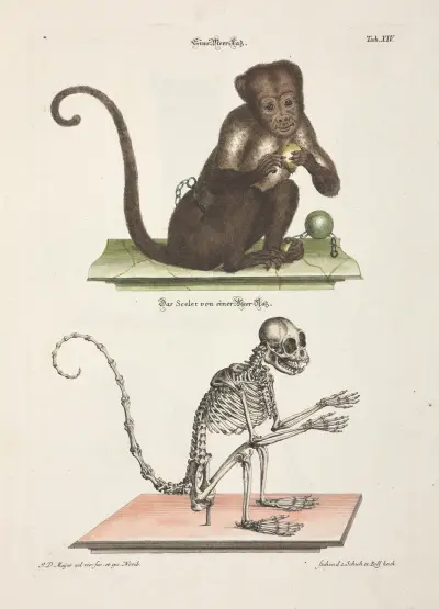 Angenehmer und nützlicher Zeit-Vertreib Pl.014, Johann Daniel Meyer