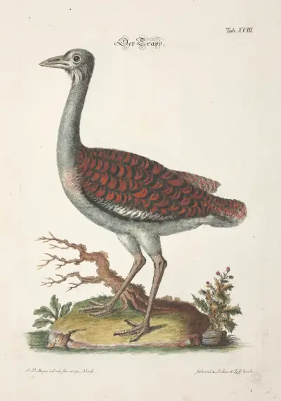 Angenehmer und nützlicher Zeit-Vertreib Pl.018, Johann Daniel Meyer