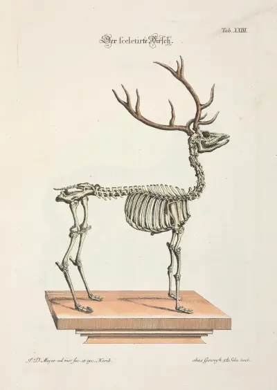 Angenehmer und nützlicher Zeit-Vertreib Pl.023, Johann Daniel Meyer