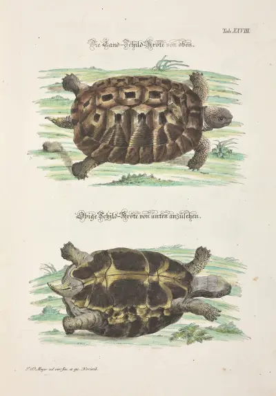 Angenehmer und nützlicher Zeit-Vertreib Pl.028, Johann Daniel Meyer