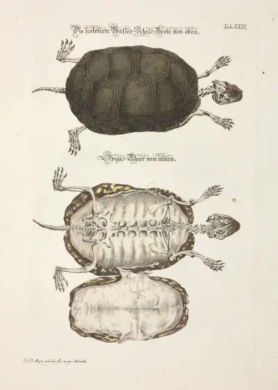 Angenehmer und nützlicher Zeit-Vertreib Pl.029, Johann Daniel Meyer