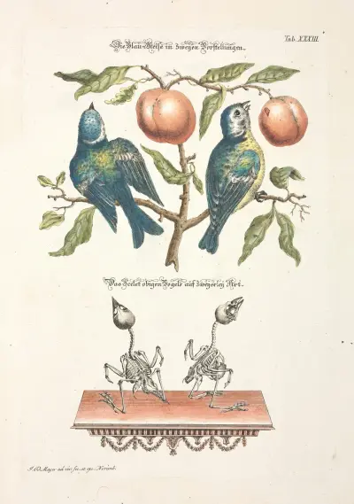 Angenehmer und nützlicher Zeit-Vertreib Pl.033, Johann Daniel Meyer