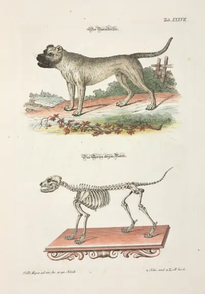 Angenehmer und nützlicher Zeit-Vertreib Pl.037, Johann Daniel Meyer