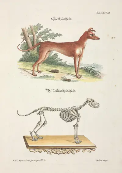 Angenehmer und nützlicher Zeit-Vertreib Pl.038, Johann Daniel Meyer