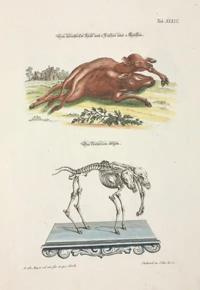 Angenehmer und nützlicher Zeit-Vertreib Pl.039, Johann Daniel Meyer
