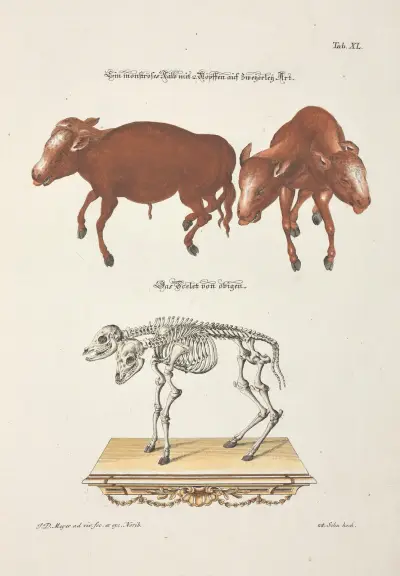 Angenehmer und nützlicher Zeit-Vertreib Pl.040, Johann Daniel Meyer