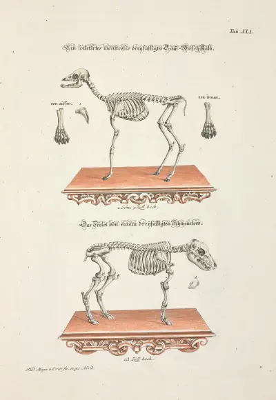 Angenehmer und nützlicher Zeit-Vertreib Pl.041, Johann Daniel Meyer