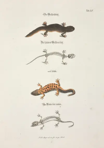 Angenehmer und nützlicher Zeit-Vertreib Pl.055, Johann Daniel Meyer