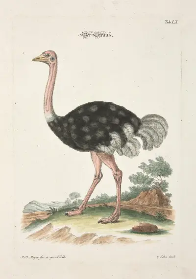 Angenehmer und nützlicher Zeit-Vertreib Pl.060, Johann Daniel Meyer