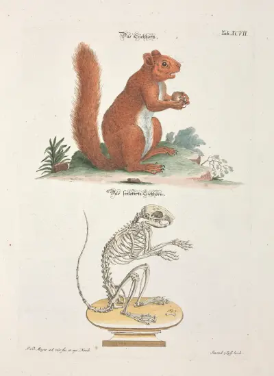 Angenehmer und nützlicher Zeit-Vertreib Pl.097, Johann Daniel Meyer