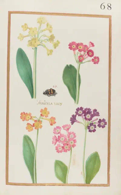 Auricula urcy av Daniel Rabel