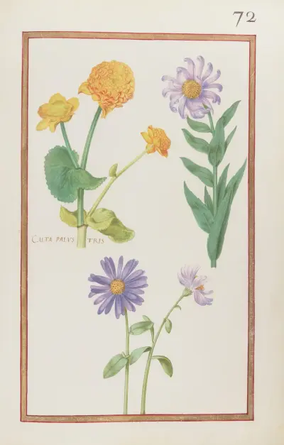 Calta palustris av Daniel Rabel