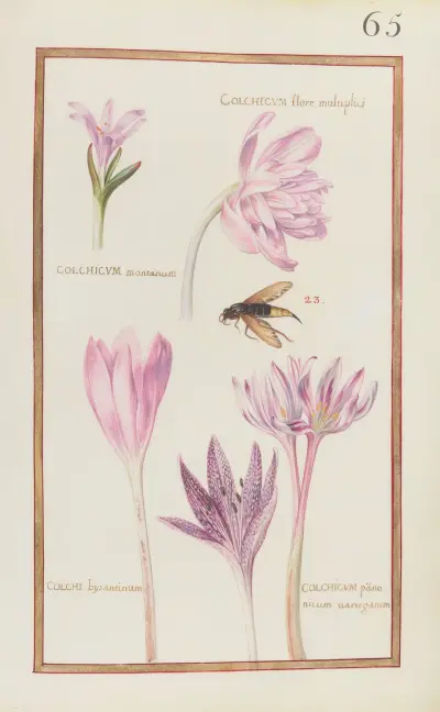 Colchicum flore multiplici; colchicum montanum ; colchi. bysantinum ; colchicum panonicum variegatum av Daniel Rabel