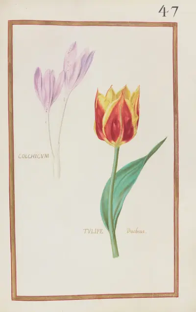 Colchicum ; tulipe duchesse av Daniel Rabel