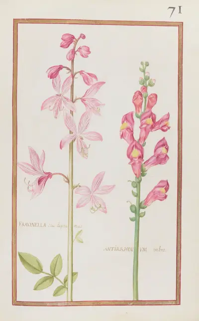 Fraxinella seu diptamus ; antirrhinum rubro av Daniel Rabel